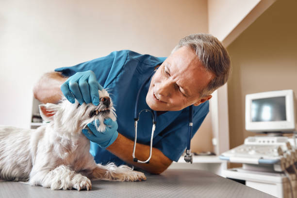 Best Same-Day Emergency Dentist in West Springfield, VA